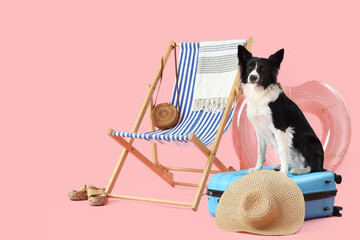 Cute Border Collie dog with suitcase, deckchair and travelling accessories on pink background