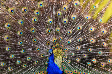 Colorful peacock displays feathers in vibrant showcase at a tropical garden during the day