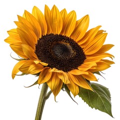 Naklejka premium Vibrant Sunflower Blossom: Bright Yellow Petals and Dark Center on White Background