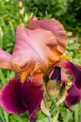 A beautiful garden flower of brown lilac with a yellow tint of iris. Front view. closeup on green natural background of garden. botanical background.