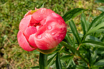 A chic half-blossomed flower of a delicate peony color. raindrops on flower petals. The concept of nature after rain. Green natural garden background