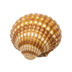 Detailed close up of a textured brown and white striped seashell isolated on transparent background