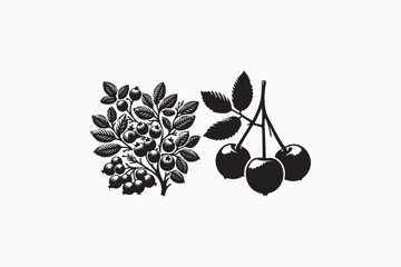 Chokeberry fruit vector silhouettes black and white image made by adobe illustrator. eps