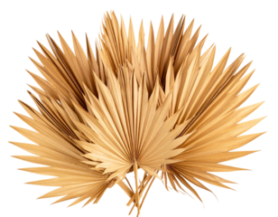 Golden Dried Palm Leaves with Textured Details isolated on transparent background PNG