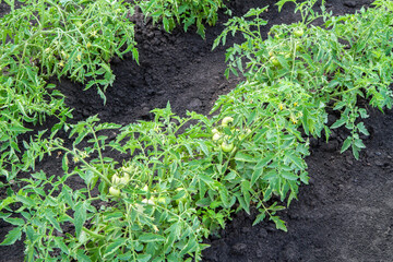 Tomato bushes in a vegetable garden. Growing natural tomatoes.