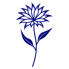 Cornflower on white background 