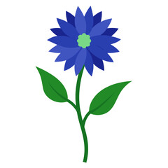 Cornflower on white background 