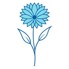 Cornflower on white background 