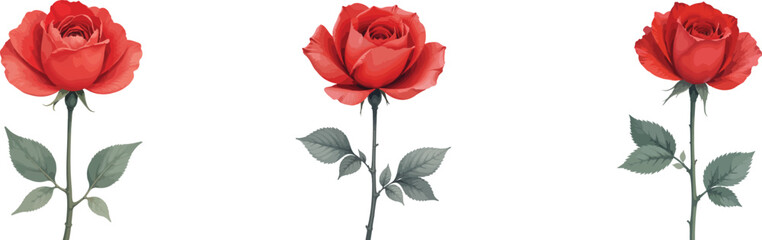Elegant Red Rose Illustration Set Against a Clean White Background                                                                                    