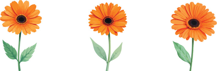 Three Orange Gerbera Flowers Isolated on White Background, Botanical Illustration with Stem and Leaves.                                               