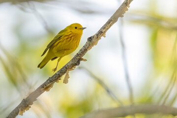 A wild yellow warbler perched in a tree in a park in Colorado.