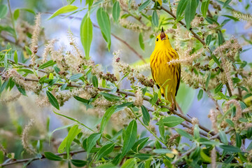 A wild yellow warbler perched in a tree in a park in Colorado.