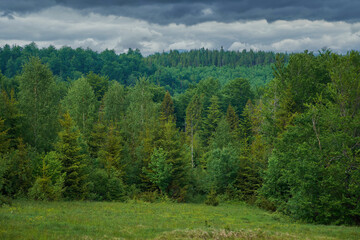 Green, Mixed conifer forest on a cloudy, summer day © Rejdan