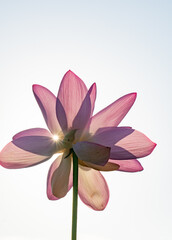  하얀 하늘을 배경과 연꽃에 비친 강렬한 태양