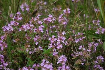 Blossoming fragrant Thymus serpyllum, Breckland wild thyme, creeping thyme, or elfin thyme close-up