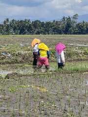 Female farmer in colorful clothes and head covering is bending over planting rice seedlings in a...