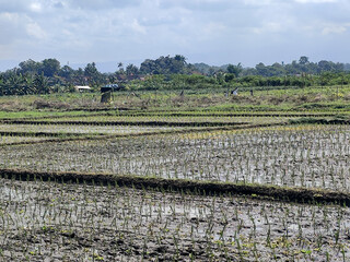 The view of muddy rice fields newly planted with young rice seedlings stretching out under a cloudy...