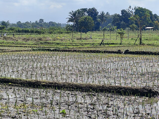 The view of muddy rice fields newly planted with young rice seedlings stretching out under a cloudy...