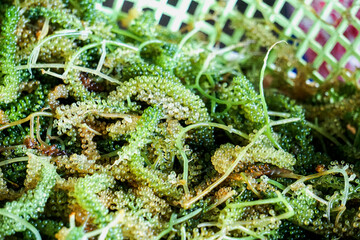 Grape Seaweed It is a green algae belonging to the class Ulvophyceae, native to the coast of the...
