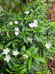 white flowers in the garden