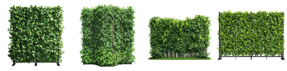 Fototapeta premium Green Living Wall or Hedge Panels Collection Isolated on White