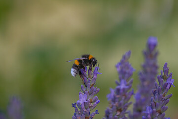 bee on lavender