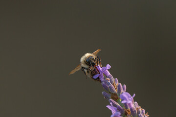 bee on a flower