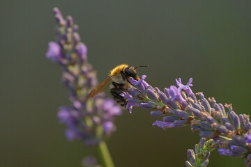 bee on lavender