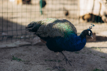 Majestic Peacock Standing Calmly Within a Sunny Outdoor Enclosure