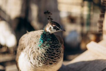 Close-Up of a Beautiful Peacock in a Natural Habitat