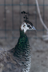Close-Up of a Peacock With Vibrant Plumage and Feathery Crown
