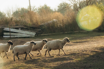 Flock of Sheep Grazing on a Rural Field During Sunset