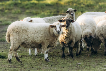 Flock of Sheep Grazing Peacefully in a Pastoral Green Meadow