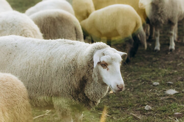 A Flock of Sheep Grazing Peacefully on a Sunny Meadow