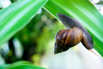 A snail walks on a small green branch.