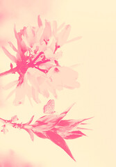 Dreamy blurred creamy orange gradient background with merging in a pale colored flower composition. Peaceful or serene backgrounds. Template.Frame with soft pastel floral pattern. Copy space