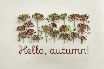 Minimal Pattern of dill flowers on light background, with text hello autumn, top view of dry dill...