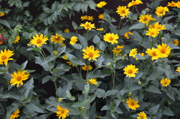 Vibrant yellow flowers blooming amongst lush green foliage.