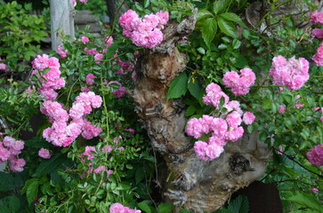 Vibrant pink roses climbing on a weathered wooden trunk, a beautiful garden scene