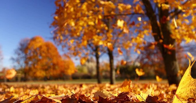 Falling leaves close-up. Autumn landscape with leaves against the backdrop of sunset sun