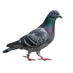 Fototapeta premium A detailed full body side view of a rock dove pigeon with iridescent neck feathers isolated on transparent background