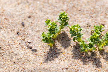 Honckenya peploides, the sea sandwort or seaside sandplant. Green plants