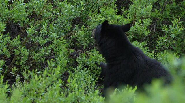 Wild Black Bear (Ursus americanus) feeding on berries in dense green summer forest, close up side profile