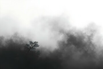 fog in the woods