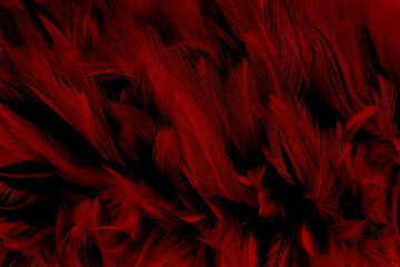 Beautiful dark red bird feathers pattern texture background.