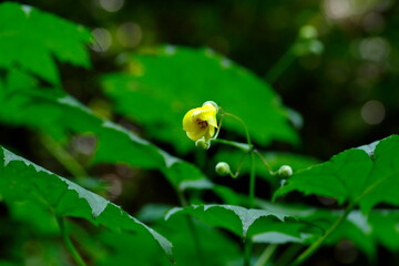 キレンゲショウマ