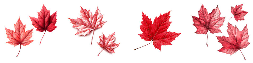 Watercolor Maple Leaves: Autumn Fall Foliage