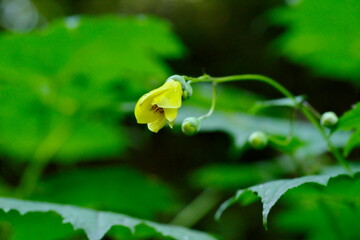 キレンゲショウマ