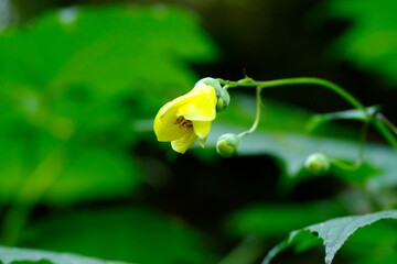 キレンゲショウマ