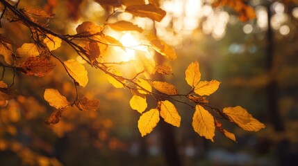Obraz premium Autumnal Gold: A close-up view of a branch adorned with vibrant, golden autumn leaves, with the warm sunlight illuminating the scene, capturing the serene beauty of the season's change.